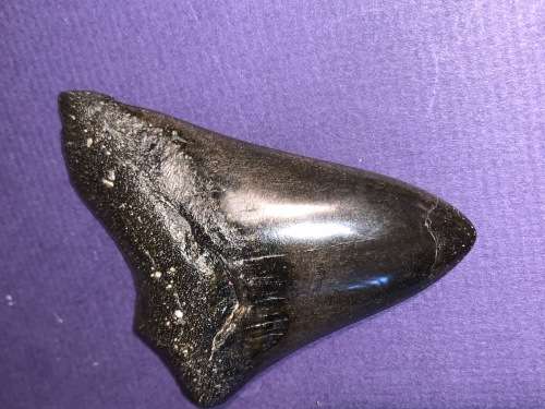 Megalodon Shark tooth Carcharodon Megalodon Fossil Great White 8 cm