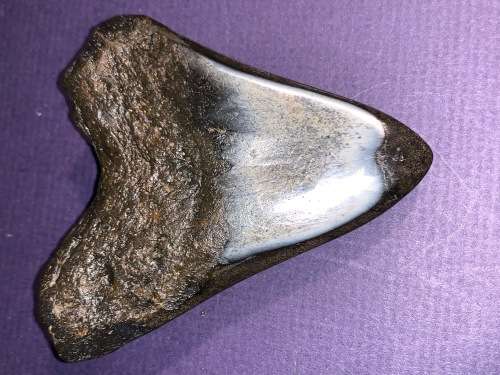 Megalodon Shark tooth Carcharodon Megalodon Fossil Great White 8 cm