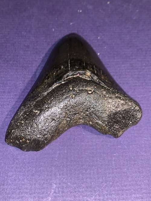 Megalodon Shark tooth Carcharodon Megalodon Fossil Great White 8 cm