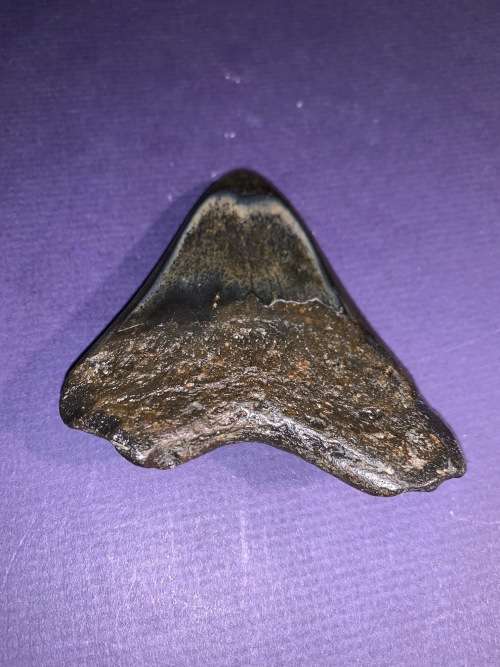 Megalodon Shark tooth Carcharodon Megalodon Fossil Great White 8 cm