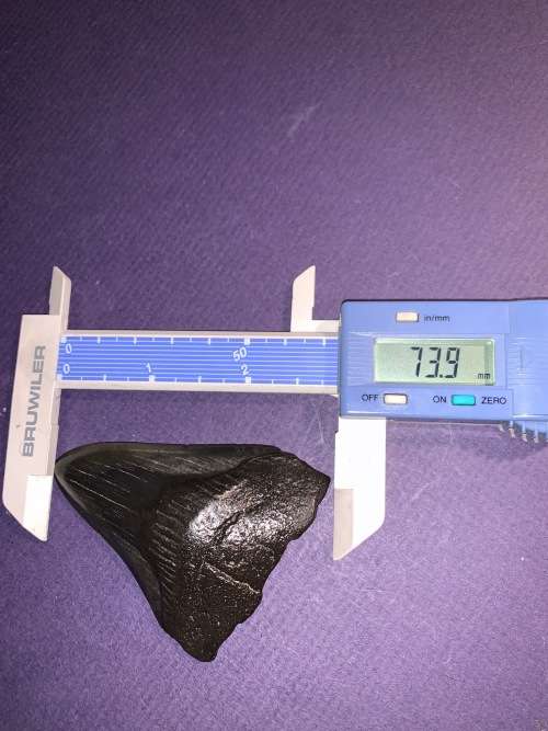 Megalodon Shark tooth Carcharodon Megalodon Fossil Great White 7 cm