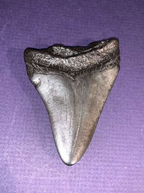 Megalodon Shark tooth Carcharodon Megalodon Fossil Great White 7 cm