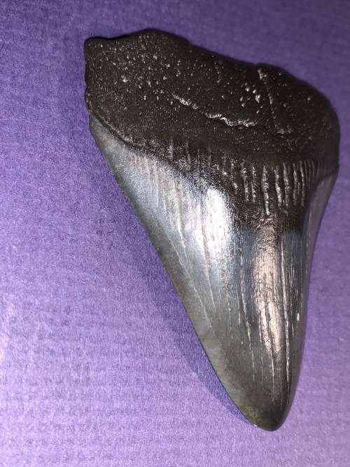 Megalodon Shark tooth Carcharodon Megalodon Fossil Great White 7 cm