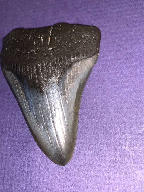 Megalodon Shark tooth Carcharodon Megalodon Fossil Great White 7 cm