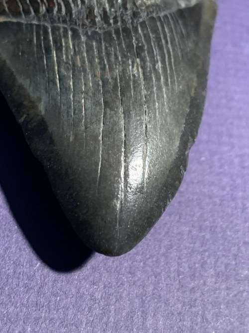 Megalodon Fossil Shark Tooth Carcharodon Megalodon Great White Shark.  9.6 cm