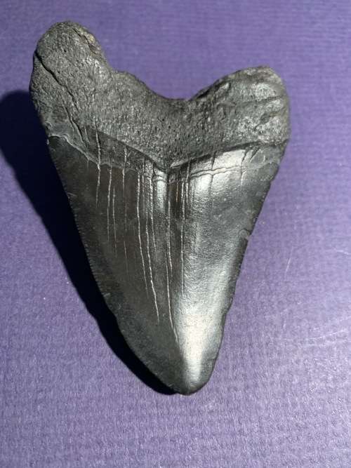 Megalodon Fossil Shark Tooth Carcharodon Megalodon Great White Shark.  9.6 cm