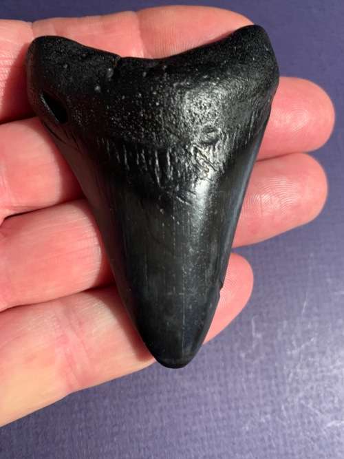Megalodon Fossil Shark Tooth Carcharodon Megalodon Great White Shark. 7.6cm