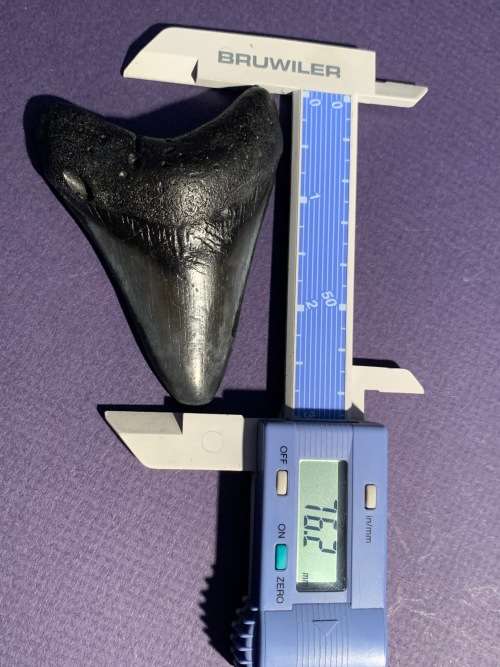 Megalodon Fossil Shark Tooth Carcharodon Megalodon Great White Shark. 7.6cm