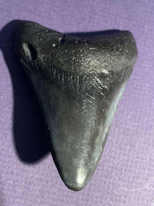 Megalodon Fossil Shark Tooth Carcharodon Megalodon Great White Shark. 7.6cm