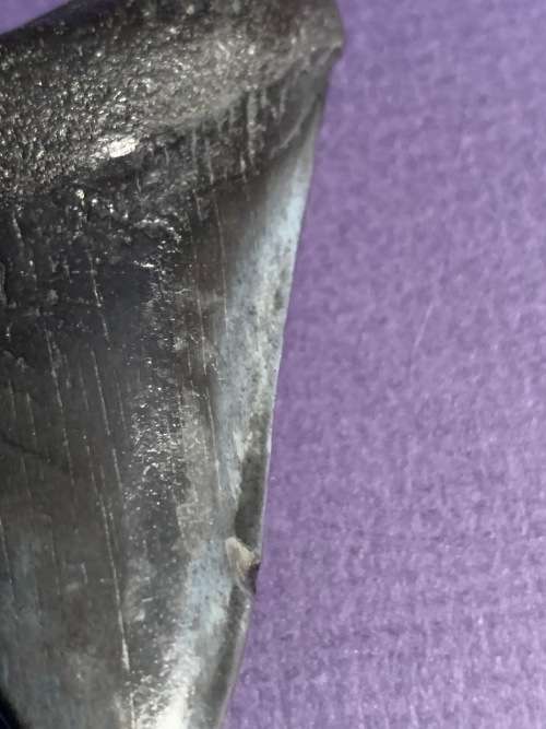 Megalodon Fossil Shark Tooth Carcharodon Megalodon Great White Shark. 7.6cm
