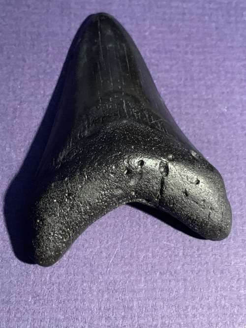 Megalodon Fossil Shark Tooth Carcharodon Megalodon Great White Shark. 7.6cm