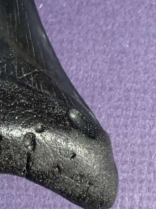 Megalodon Fossil Shark Tooth Carcharodon Megalodon Great White Shark. 7.6cm