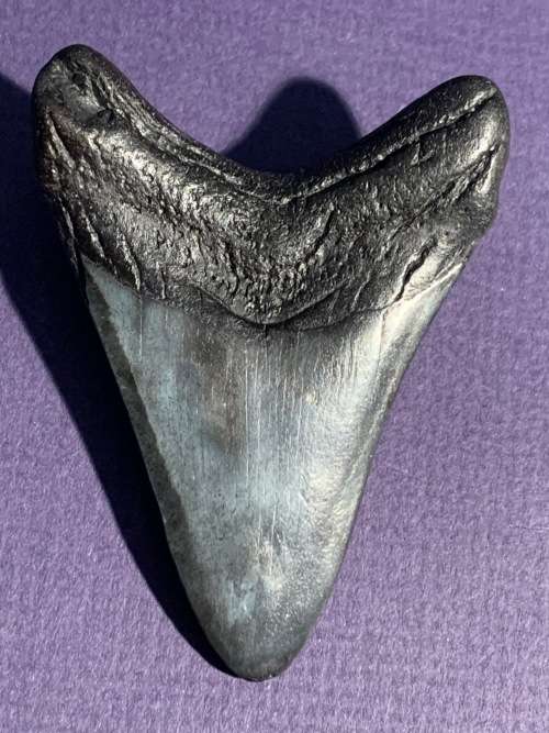 Megalodon Fossil Shark Tooth Carcharodon Megalodon Great White Shark. 7.6cm