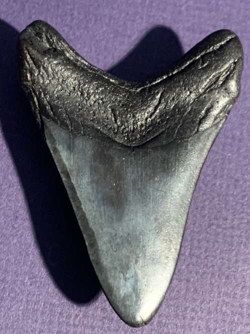 Megalodon Fossil Shark Tooth Carcharodon Megalodon Great White Shark. 7.6cm