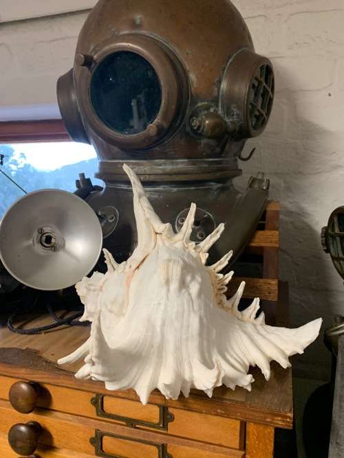 Vintage Giant Murex Shell Natural Seashell Nautical Décor Collector shell