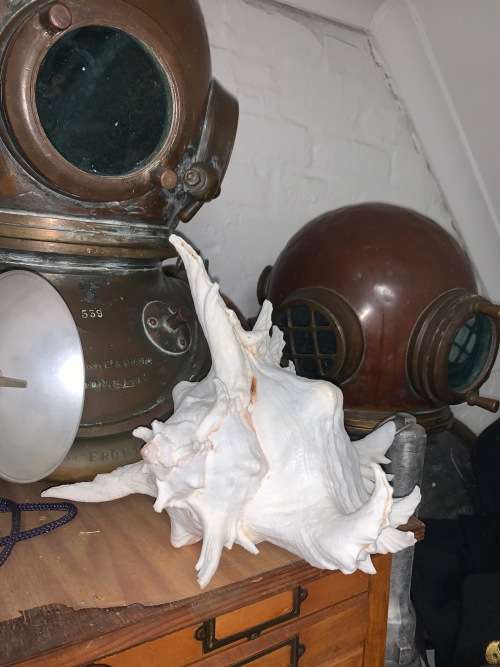 Vintage Giant Murex Shell Natural Seashell Nautical Décor Collector shell