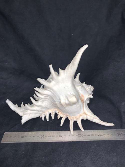 Vintage Giant Murex Shell Natural Seashell Nautical Décor Collector shell