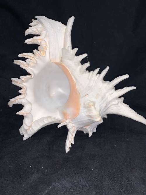 Vintage Giant Murex Shell Natural Seashell Nautical Décor Collector shell