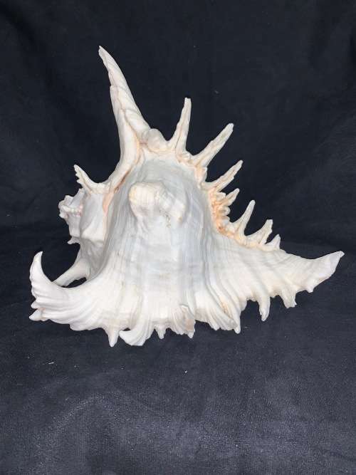 Vintage Giant Murex Shell Natural Seashell Nautical Décor Collector shell