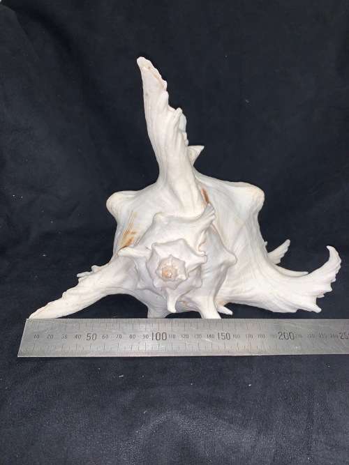 Vintage Giant Murex Shell Natural Seashell Nautical Décor Collector shell