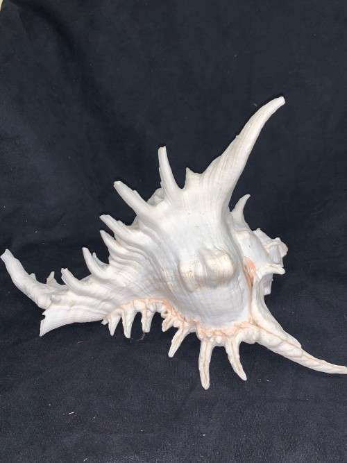Vintage Giant Murex Shell Natural Seashell Nautical Décor Collector shell