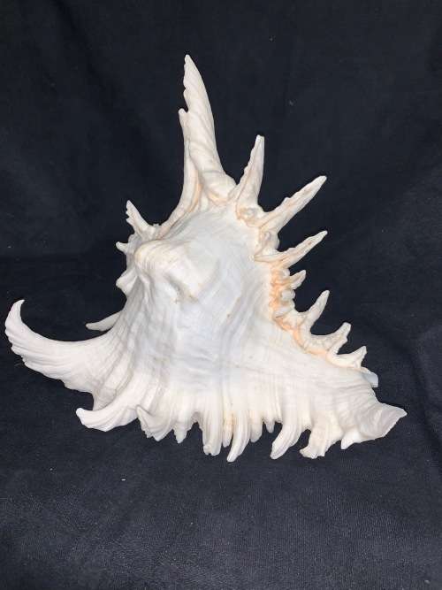 Vintage Giant Murex Shell Natural Seashell Nautical Décor Collector shell