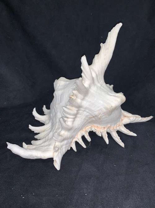Vintage Giant Murex Shell Natural Seashell Nautical Décor Collector shell