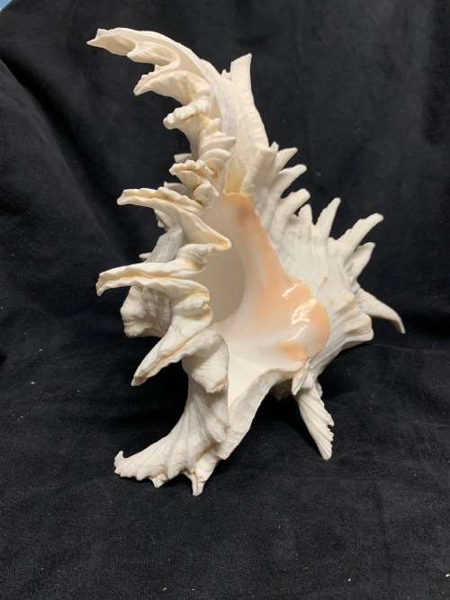 Vintage Giant Murex Shell Natural Seashell Nautical Décor Collector shell