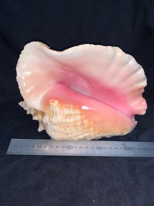 Vintage Giant Queen Conch or Pink Conch Natural Seashell Nautical Décor Collector