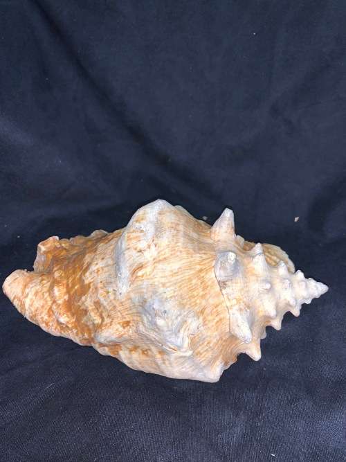 Vintage Giant Queen Conch or Pink Conch Natural Seashell Nautical Décor Collector