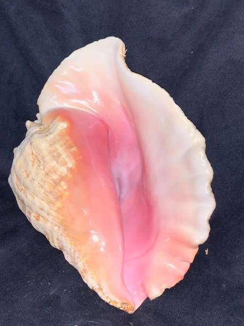 Vintage Giant Queen Conch or Pink Conch Natural Seashell Nautical Décor Collector
