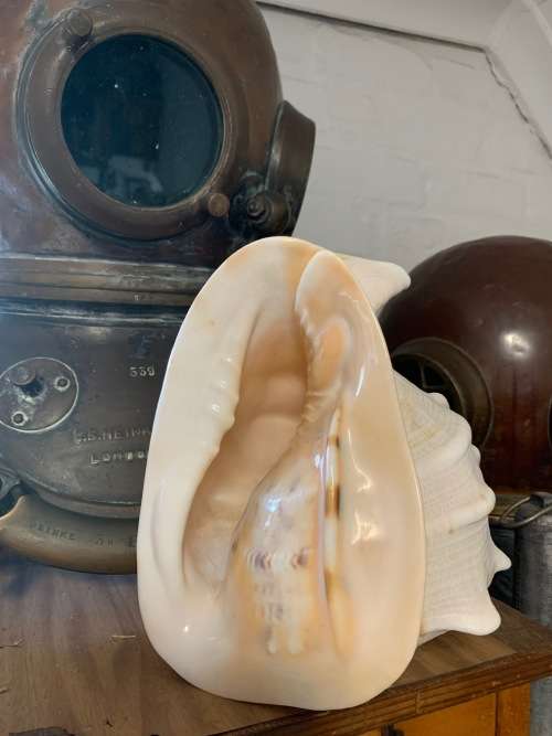 Vintage Giant Helmet Shell Natural Seashell Nautical Décor Collector shell