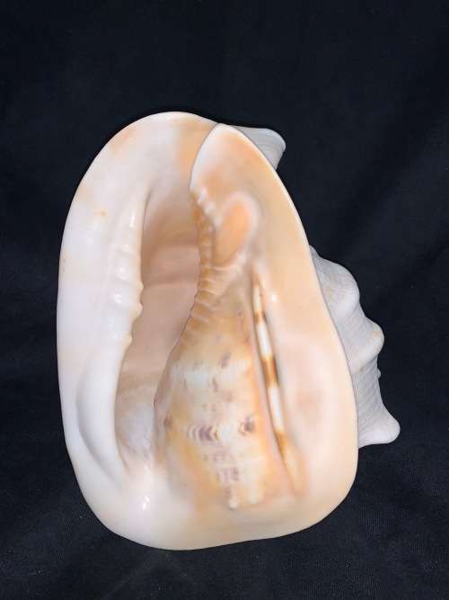 Vintage Giant Helmet Shell Natural Seashell Nautical Décor Collector shell