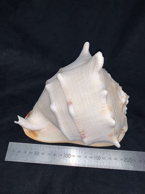 Vintage Giant Helmet Shell Natural Seashell Nautical Décor Collector shell