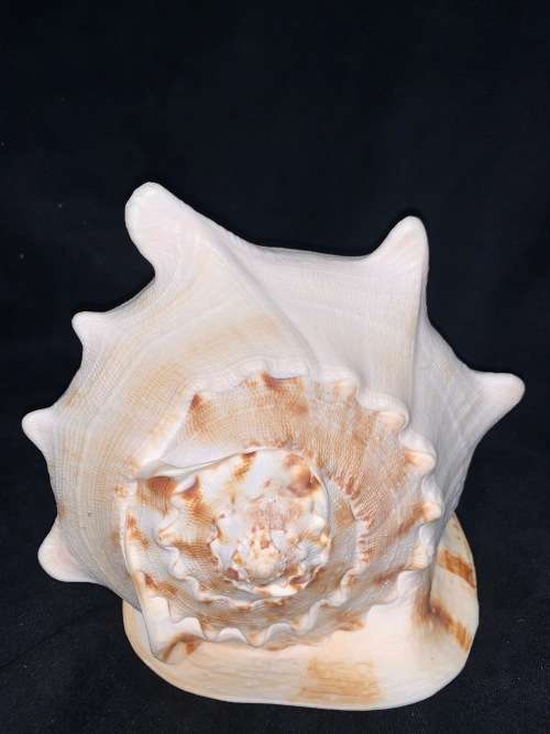 Vintage Giant Helmet Shell Natural Seashell Nautical Décor Collector shell