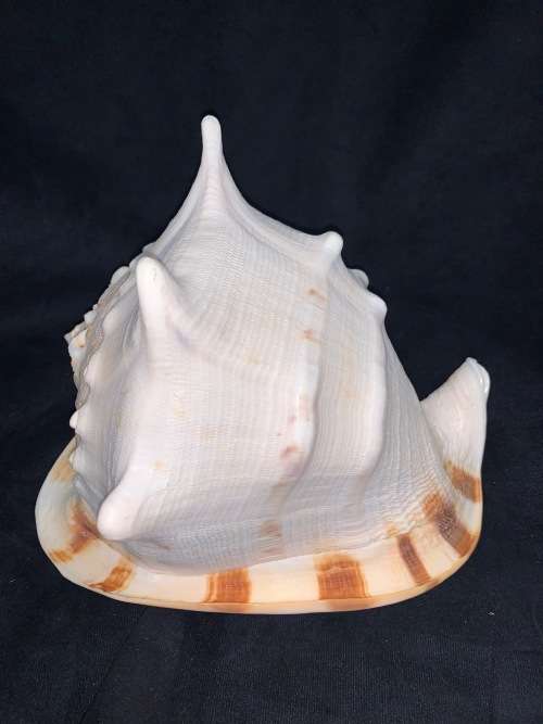 Vintage Giant Helmet Shell Natural Seashell Nautical Décor Collector shell