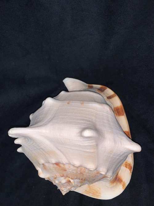 Vintage Giant Helmet Shell Natural Seashell Nautical Décor Collector shell