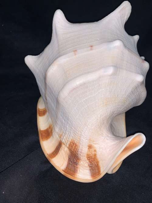 Vintage Giant Helmet Shell Natural Seashell Nautical Décor Collector shell