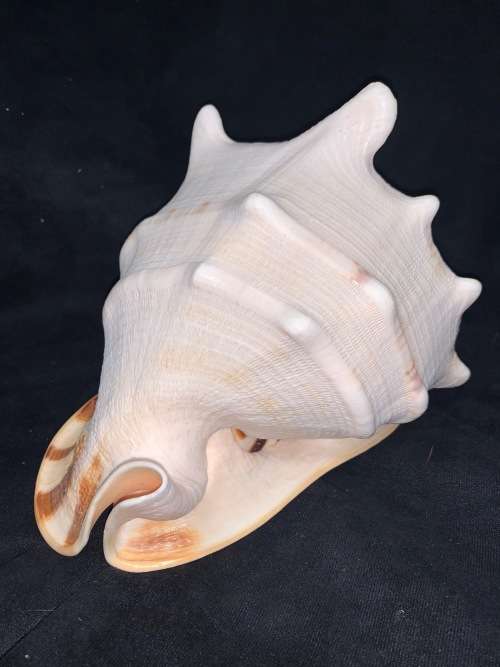 Vintage Giant Helmet Shell Natural Seashell Nautical Décor Collector shell