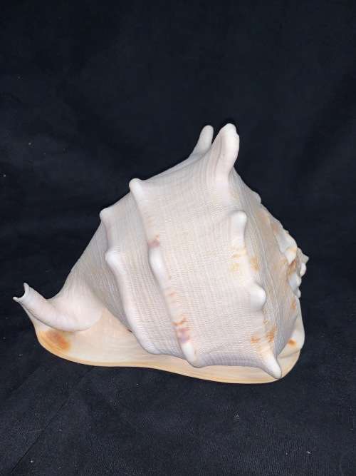 Vintage Giant Helmet Shell Natural Seashell Nautical Décor Collector shell