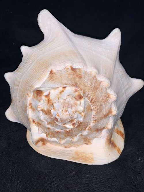Vintage Giant Helmet Shell Natural Seashell Nautical Décor Collector shell