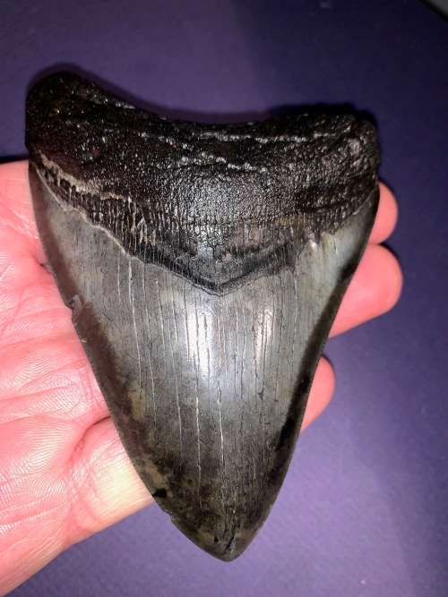 Fossil shark tooth Carcharodon Megalodon Great white Shark.  11 cm