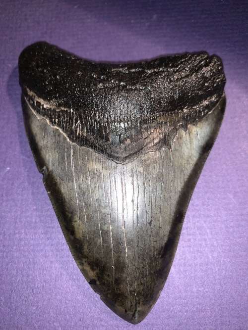 Fossil shark tooth Carcharodon Megalodon Great white Shark.  11 cm