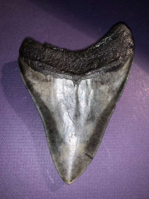 Fossil shark tooth Carcharodon Megalodon Great white Shark.  11 cm