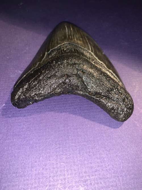 Fossil shark tooth Carcharodon Megalodon Great white Shark.  11 cm