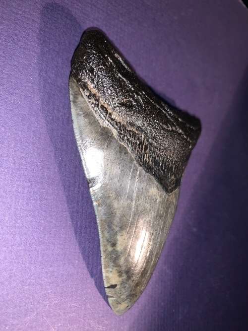 Fossil shark tooth Carcharodon Megalodon Great white Shark.  11 cm