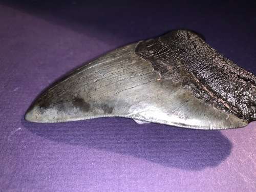 Fossil shark tooth Carcharodon Megalodon Great white Shark.  11 cm