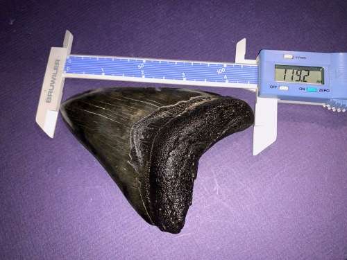 Fossil shark tooth Carcharodon Megalodon Great white Shark.  11 cm