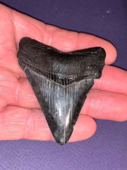Fossil shark tooth Carcharodon Megalodon Great white Shark.  7 cm