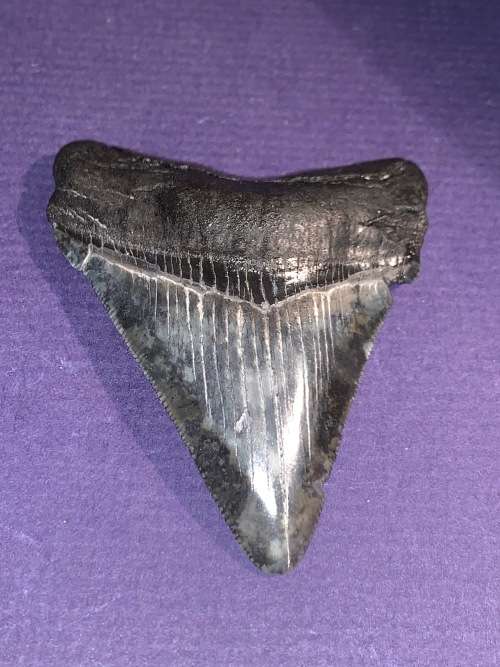 Fossil shark tooth Carcharodon Megalodon Great white Shark.  7 cm